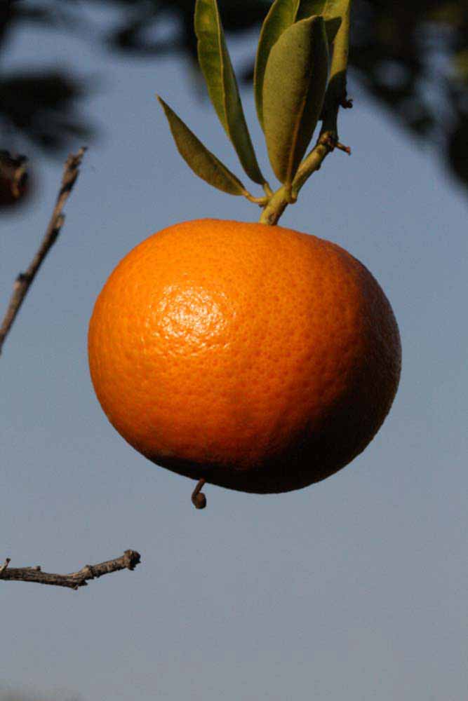              Fruit (Riverside, CA)       